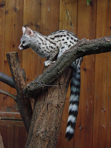 (animal) Wiki Everipedia