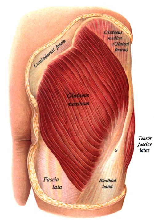 Gluteus maximus muscle | Wiki | Everipedia