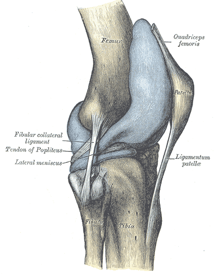 Articular capsule of the knee joint | Wiki | Everipedia
