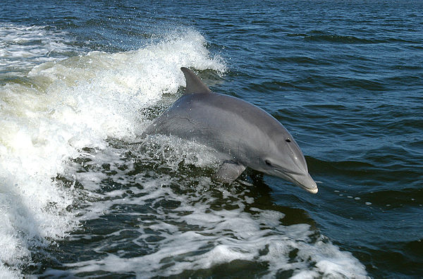 Dolphin | Wiki | Everipedia